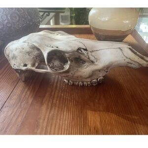 Nature cleaned skull
